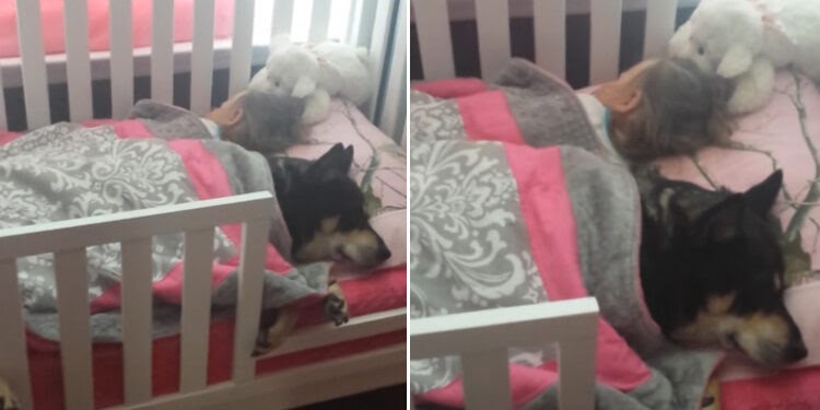 Heartwarming Moment: Family Dog Found Napping Next to Infant ᴀғᴛᴇʀ Mysteriously Disappearing