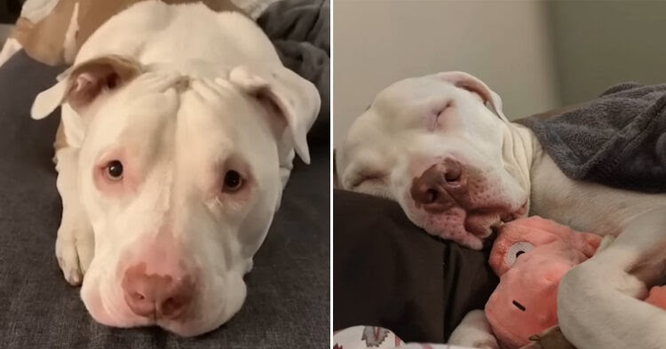 Dog Living on the Streets for Years with Owner Receives His Own Cozy Bed