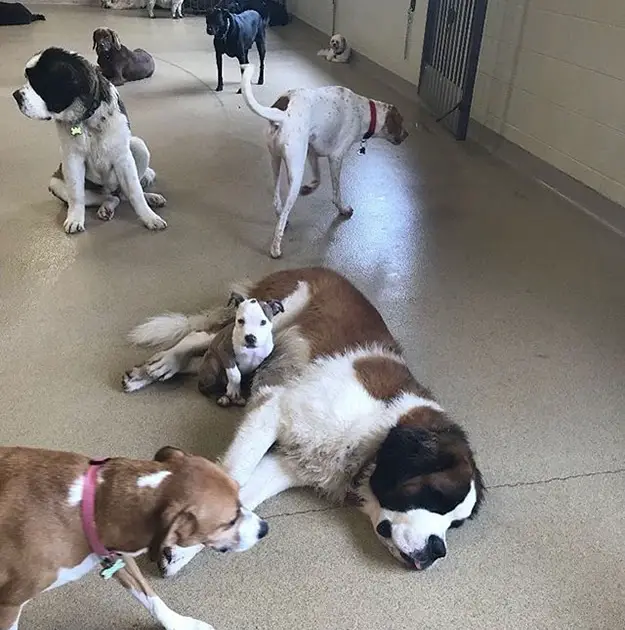 Sweet Pit Bull Loves to Take Naps on Fluffy Dogs at Her Doggy Daycare