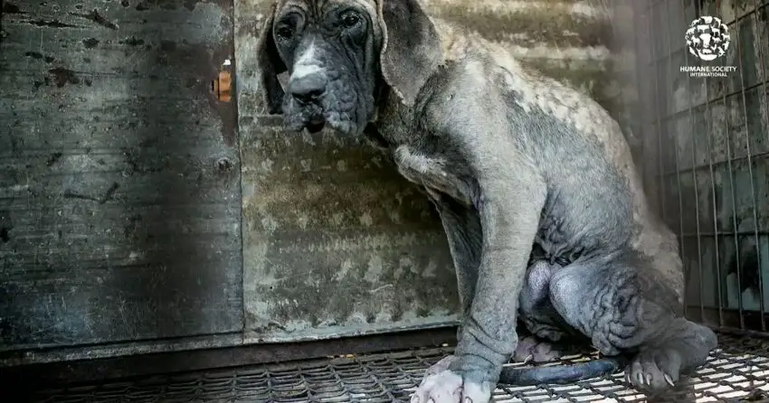 Dog Confined To Filthy Cage In Scorching Heat Was Rescued Right Before Slaughter