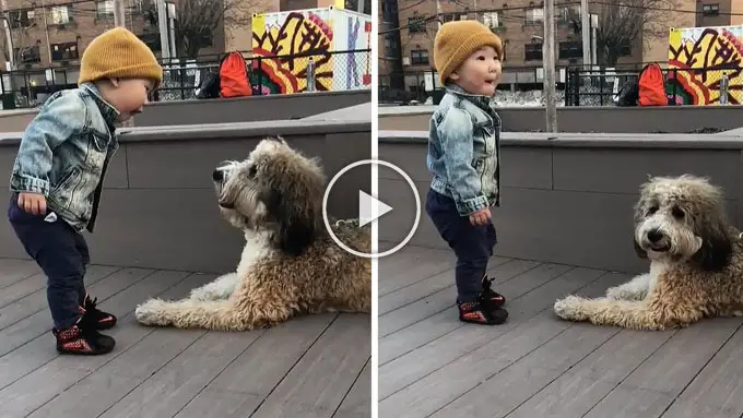 Excited Toddler Meets A Puppy For The First Time In His Life..