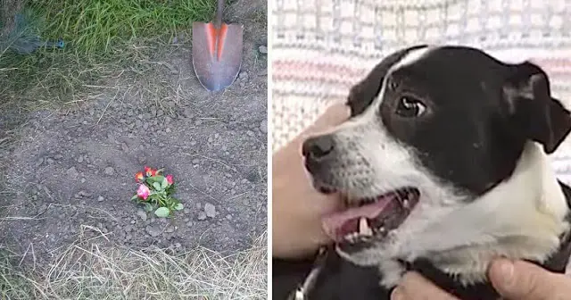 Family buries gone dog hit by car but 14 hours later, he’s standing outside their front door