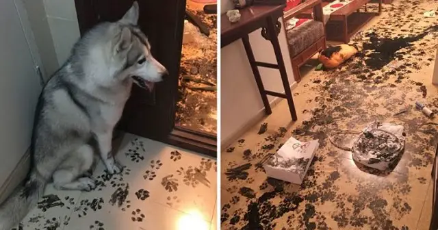 Family leaves their husky alone for 3 hours – dog redesigns the apartment