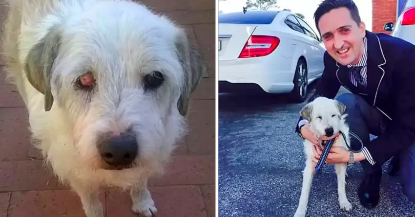 Shelter dog Who 𝖶aited 15 years to Get Аdopted Finally Finds Forever Home