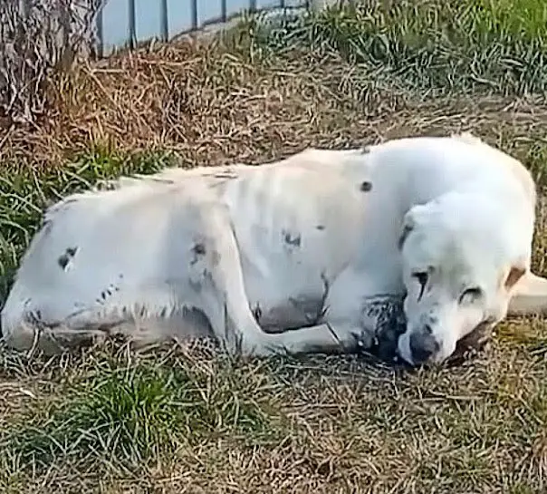 For two long years, he spent every day in front of the house waiting for his owner to return in vain