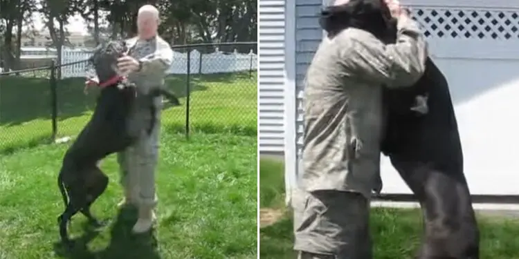 Watch the Heartwarming Moment a Soldier’s Great Dane Welcomes Him Home With Joyful Jumps and Tail Wags