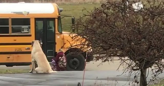 Gentle dog patiently waits at bus stop for little girl to get onto the school bus safely