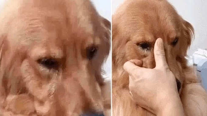 Golden Dog Rejoices, Tears Non-Stop When Meeting Owner Again After 5 Years Away