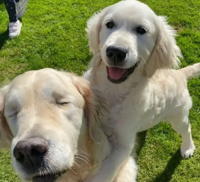 Golden Retriever Puppy Becomes Seeing Eye Dog For A Blind Senior Dog