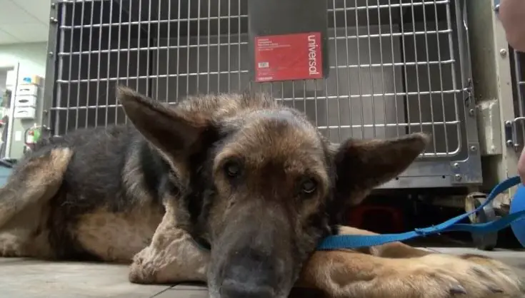 Dog Survives Weeks In An Outdoor Pen ᴀғᴛᴇʀ His Owner Dies At Home