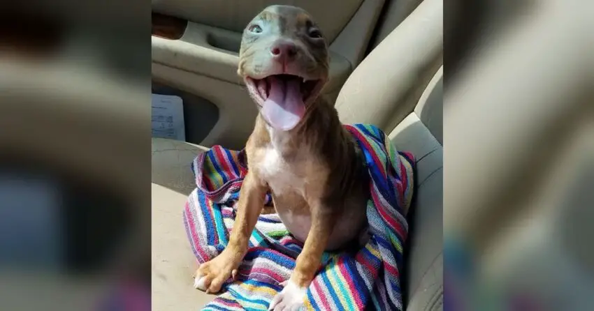 Happiest Puppy Can’t Stop Wagging Tail As She Leaves Shelter