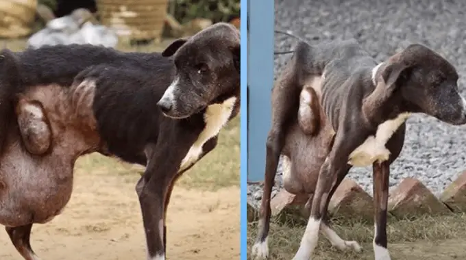 Dog Sat & Waited fσr 10 Years But nσ One Saved Him