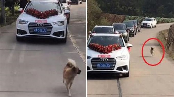 He Was Not Invited To His Owner’s Wedding But He Followed Her For 9 Km To Show His Love