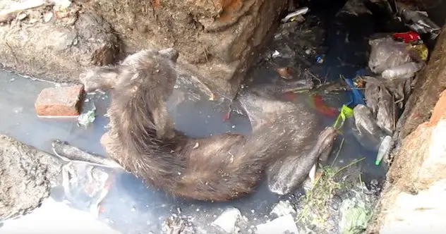 Heart-broken Dog Dying Alone in Gutter Rescued Just in Time