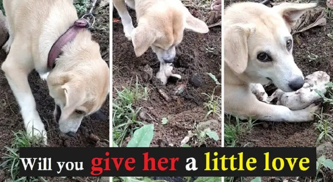 Heartbreaking Moment For Mama Dog Digs Up Dead Puppy Trying Desperately to Bring Him Back to Life