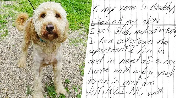 This sweet dog was abandoned in a small cage with a heartbreaking note