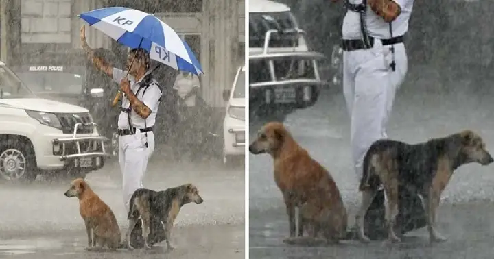 Heartwarming Moment Police Officer Shares Umbrella With Stray Dogs During Rainstorm