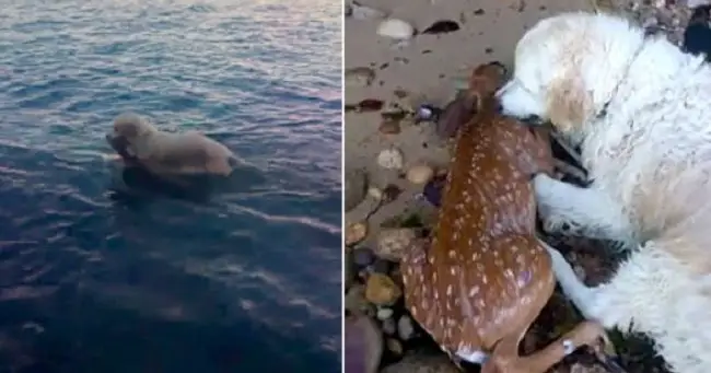 Heroic Dog Pulls a Drowning Baby Deer Out of the Water – 100