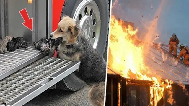 Heroic mother dog went through a blazing fire multiple times to rescue her puppies