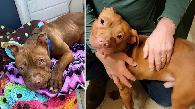 Puppy who was m.i.s.treated by former owner is now “living his best life” in foster home