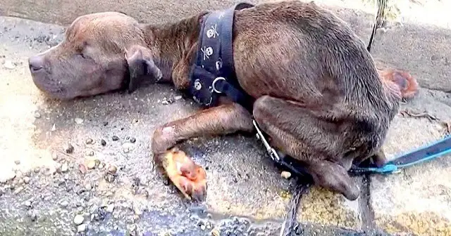 His Owner Starved Him Of Food And Water For Months, Dumped Him In Gutter To D.i.e