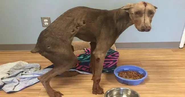 𝐇𝐢𝐭 by a Car While Eating Road 𝐊𝐢𝐥𝐥, Spencer Recovers and Waits for His Forever Home – 72