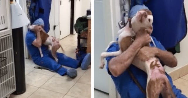 Homeless Dog Can’t Stop Thanking Vet After Saving His Life