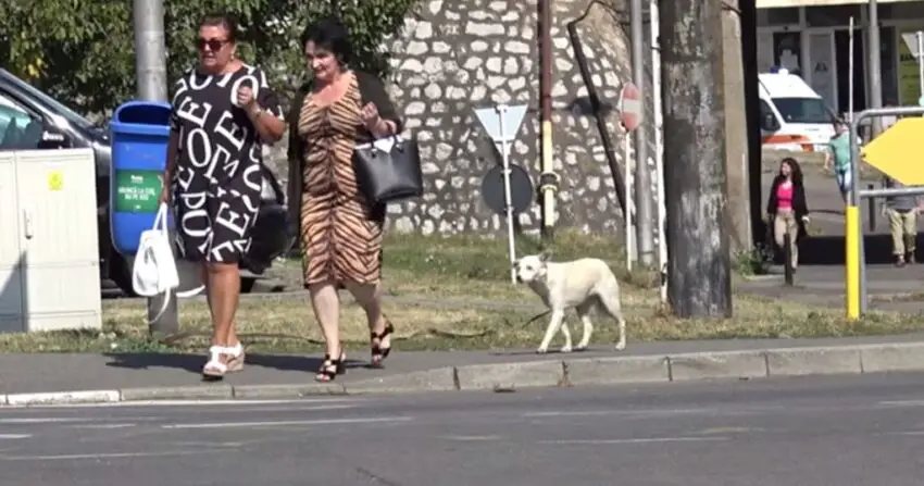 Homeless Dog Following Everyone on the Street is Ignored by Passersby