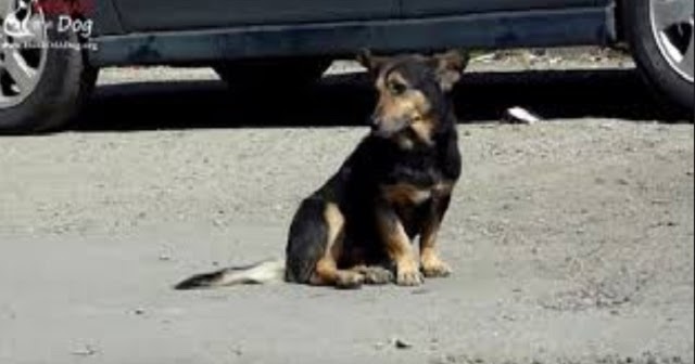 Homeless Dog Keeps Following Strangers On The Street, Hoping Someone Will Notice Him