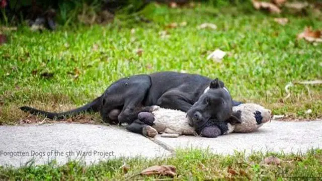 Homeless Dog Went Viral After People Shared A Picture Of It Sleeping With A Stuffed Animal