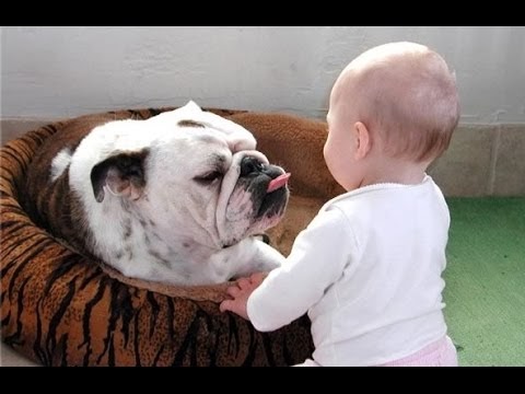 Unbreakable bond: Adorable bulldogs and babies will melt your heart!