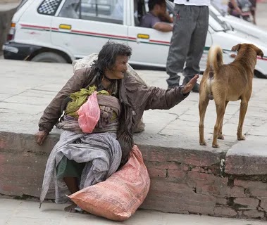 Smart dogs work together to help a poor owner collect ticks so he can sustain a difficult life.