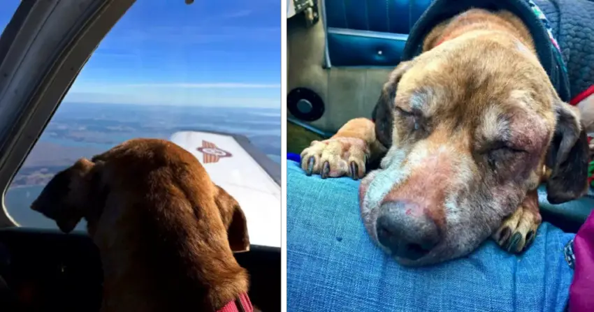 Pilot flies terminal shelter dog 400 miles to spend her last days with a loving family