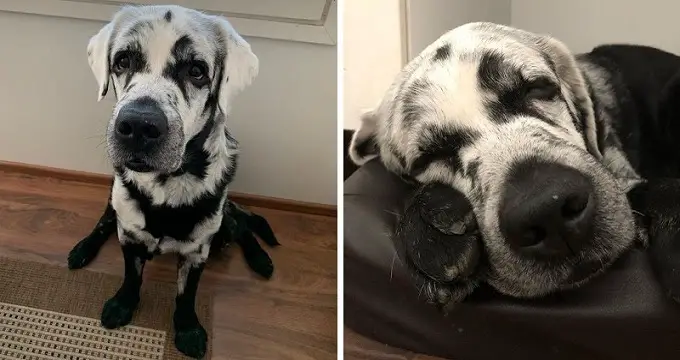 Internet Goes Crazy Over Beautiful Black Labrador With Vitiligo