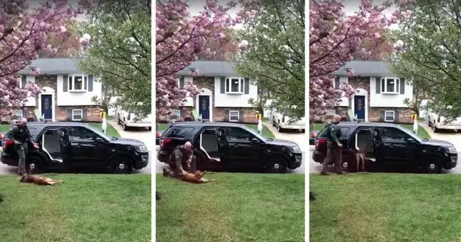 K9 Officer Refuses to Go to Work Until He Gets a Belly Rub