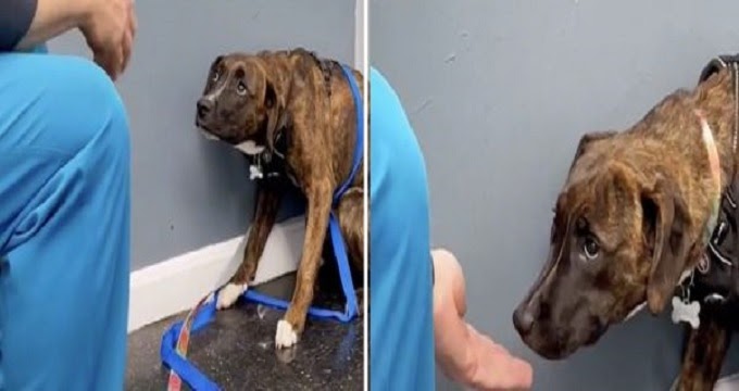 Kind Veterinarian Works Hard To Earn Cowering Dog’s Trust