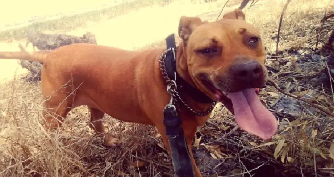 Lost Dog Reunites With Dad After More Than A Year Apart