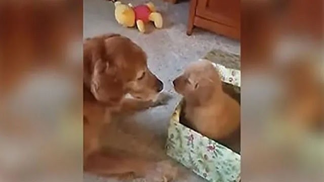 Lonely Old Golden Retriever Gets Puppy For Present