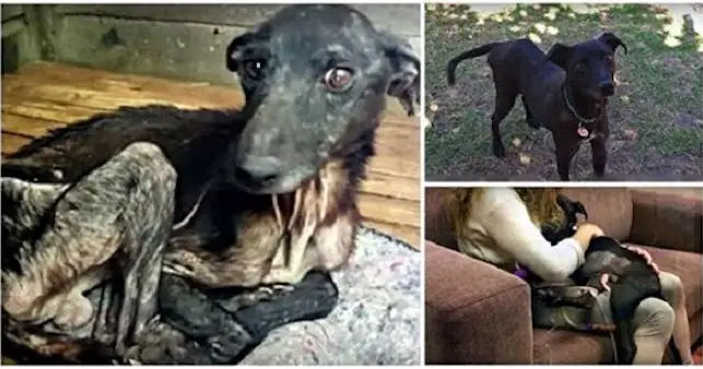 Years Of Abuse Couldn’t Be Undone, But This Pup Got The Best Ending To His Tragic Story