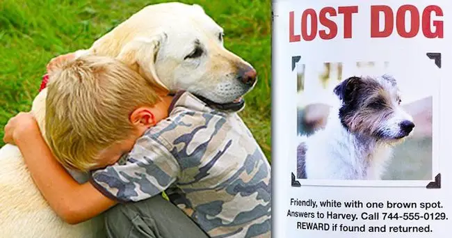 Why Losing A Dog Can Be Even More Painful Than The Death Of A Loved One