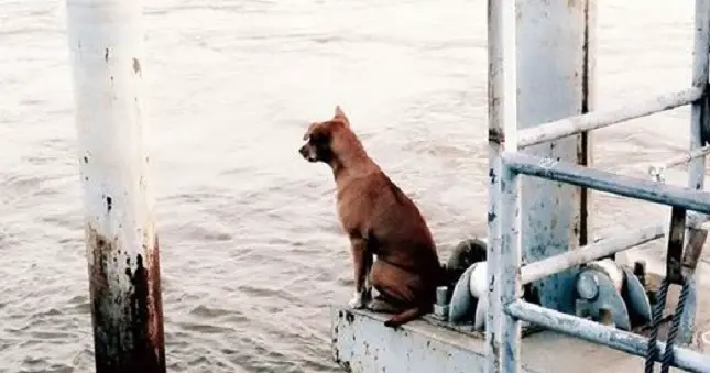 Lost Dog Waits At Lonely Pier For His Family To Come Back