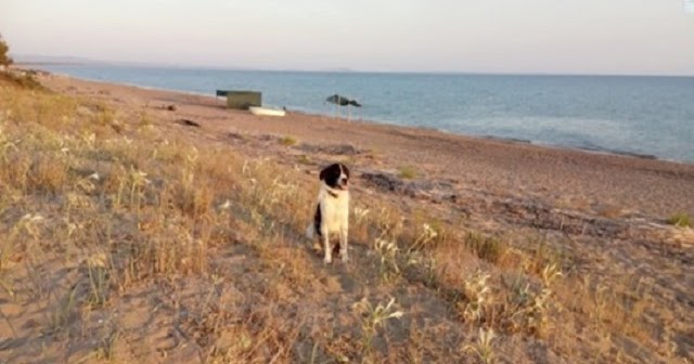 Lonely Stray Dog With ‘Proud Soul’ Walks Up To A Stranger On Beach And Right Into Her Heart