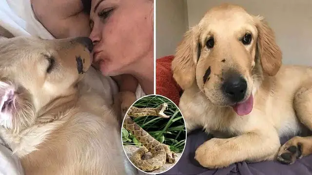 Heroic Dog Saves Owner From A Rattlesnake In Arizona