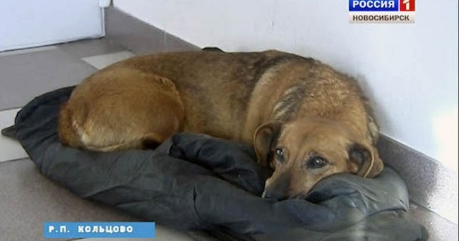 Loyal Dog Finds a Home at the Hospital Where Her Human ԀieԀ – 108