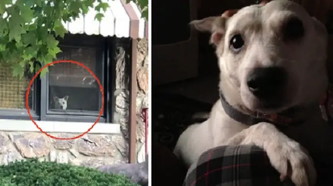 Loyal Dog ᴘᴀssᴇᴅ ᴀᴡᴀʏ After Sitting By The Window Every Day For 11 Years Waiting For Its Owner To Come Home