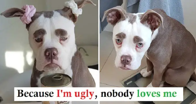 “Madame Eyebrows” Is The Dog Who Always Looks Like She’s Not In The Mood