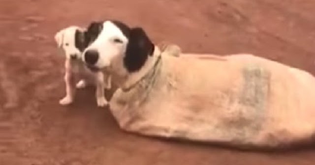 Mama Dog and Her Puppies Left Tied Up in a Sack Rescued from the Middle of Nowhere