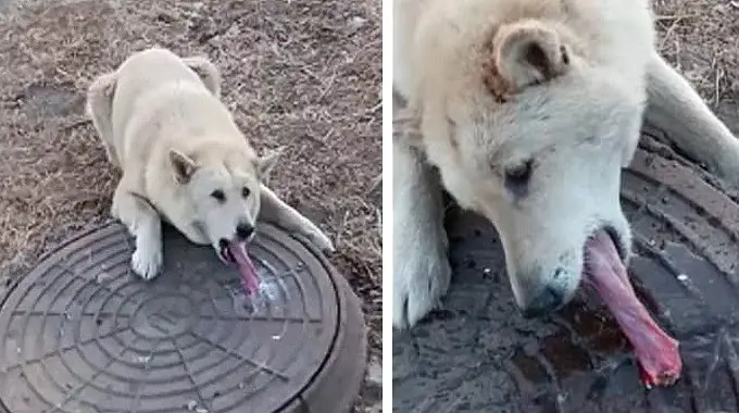 Man Finds Helpless Dog With His Tongue Frozen And Stuck In Sewer