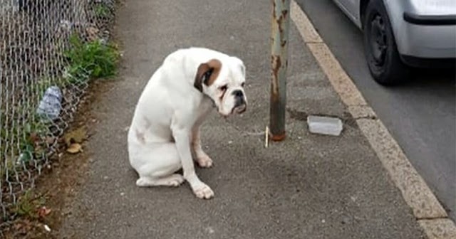 Man finds sad dog chained to streetlight on his way to work