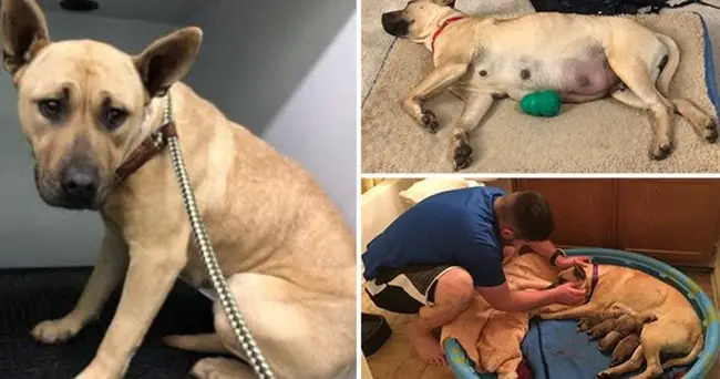 Man Rescues Dog From D.e.a.t.h Row, Then Delivers Her Six Puppies At Home!